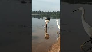 maraboustork kingfisher african finfoot birds sounds forage fly in natures wildlifeviral [upl. by Arley]