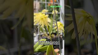 Bulbophyllum purpurascens紫貝石豆蘭 orchid 蘭花 anggrek shorts [upl. by Nnylatsyrc]