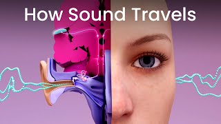 How Sound Travels to Your Brain [upl. by Ayotaj]