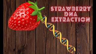 Strawberry DNA Extraction science dna genes experiment highschoolstudy [upl. by Winson479]