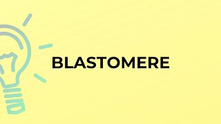 What is the meaning of the word BLASTOMERE [upl. by Yi224]