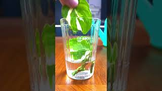 Easy Pothos Njoy Propagation [upl. by Albur173]