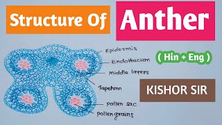 Structure of Anther and Microsporogenesis  Anther structure  Class 12  Bio  HinEng Kishor Sir [upl. by Wivina]