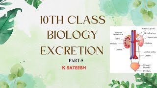 Excretion P5 Mechanism of Urine Formation [upl. by Goodkin689]