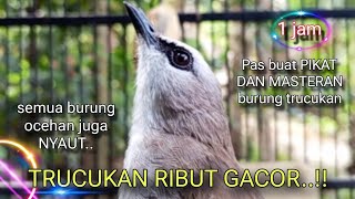 SUARA BURUNG TRUCUKAN GACOR RIBUT COCOK BUAT PANCINGAN TRUCUK PAUD DAN OMBYOKAN [upl. by Ynnek551]