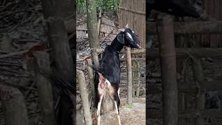 Lots of two goats they very beautiful surprising shoots we enjoy202468 [upl. by Amrac]