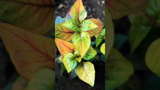 alternanthera plants lovelyplants plantslover ytshort shorts youtube subscribe shortvideo [upl. by Aihsenrad]