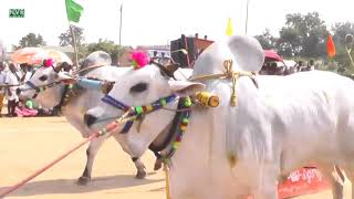 Yadla pandalu 2019  Edla pandalu New Category Bulls 1st place winners NVR CINEMAS [upl. by Ahseinet]