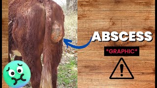 Lancing a super abscess on our bull graphic PUS [upl. by Harbed]