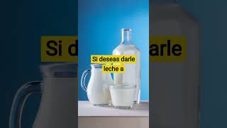 ¿Los GATOS 😺 pueden beber LECHE 🥛 Descúbrelo aquí gatos dietabarf leche [upl. by Boj]