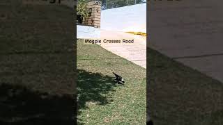 Intelligent Magpie crosses road🌴magpies australianmagpie birds wildlife birdlovers birdslover [upl. by Plossl651]