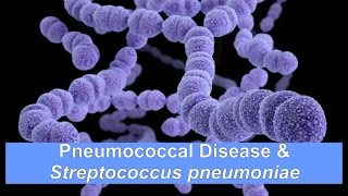 Pneumococcal Disease amp Streptococcus pneumoniae [upl. by Arayk586]