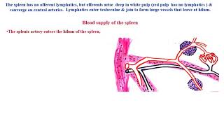 2 Spleen amp splenic circulation [upl. by Aserehs]