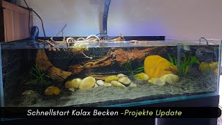 Schnellstart für das Kallax Becken Projekte Update aquaristik [upl. by Eelrebmyk]