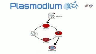 Morphology and Stages of plasmodium plasmodium life cycle in RBC in hindi [upl. by Klinger659]