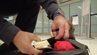 Houston airport security specialists tell KPRC 2 about the craziest things theyve found [upl. by Atalante888]