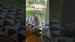 Cairn terrier arrives at amazing dog friendly holiday accommodation [upl. by Coe148]