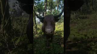 CAZA EL BUEY PERFECTO EN RED DEAD REDEMPTION 2 CON ESTOS TRUCOS [upl. by Somar]