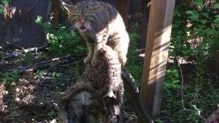 Rare Scottish wildcat kitten at Chester Zoo [upl. by Mary]