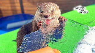 The Cutest Rock Ice Eater Otter Life Day 901 [upl. by Terbecki719]