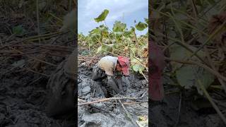 This Amazing Thing Is Extracted From Mud shortsvideo [upl. by Croydon]