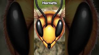 Hornets vs Fire Ants  Who Will Win battle whowouldwin fireants hornets interesting info [upl. by Mario466]