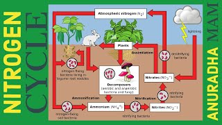 Nitrogen Cycle  Class 8  Class 9 [upl. by Auohc]