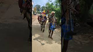 SANKRANTI GANGIREDDU  OLD TRADITIONS  SANKRANTI PANDAGA [upl. by Dirraj]