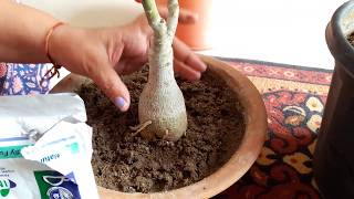 Best Bio Fungicide  Trichoderma  Fun Gardening [upl. by Joacima]