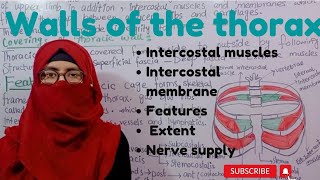 Walls of the thorax  intercostal muscles and membranes  extrinsic muscles  thorax anatomy [upl. by Jola]