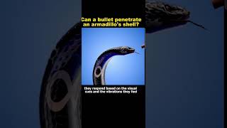 Can a bullet penetrate an armadillos shell ammo [upl. by Aicilef]