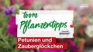 toom Pflanzentipps Petunien amp Zauberglöckchen  toom Baumarkt [upl. by Yehs351]