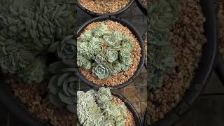 Echeveria Glauca crested succulant plants garden shots [upl. by Faydra]