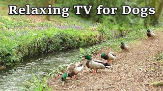 Relax Your Dog TV  8 Hours of Relaxing TV for Dogs at The Babbling Brook ✅ [upl. by Ryle186]