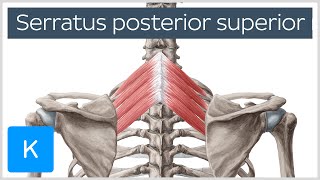 Posterior Superior Serratus Muscle  Human Anatomy  Kenhub [upl. by Asteria293]