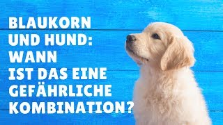 Rasendünger Hund Wann ist Rasendünger für Hunde lebensgefährlich [upl. by Ailegna661]