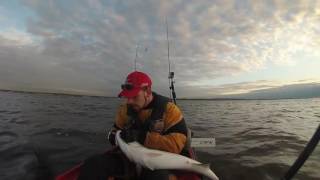 How to Fish a Sebile Magic Swimmer Swimbait for Striped Bass [upl. by Yrneh291]