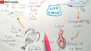 Gnathostomiasis  gnathostoma spinigerum life cycle Symptoms Incubation period  Bio science [upl. by Haropizt98]