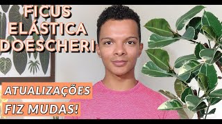 Ficus Elástica Doescheri  matriz mudas e crescimento [upl. by Haakon37]