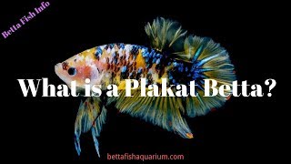 What is a Plakat Betta [upl. by Lah]