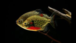 Metynnis lippincottianus amp Geophagus sp quottapajos Red Headquot [upl. by Ganny]