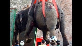 Circus elephant killed in road crash in Spain  ITV News [upl. by Eecak]