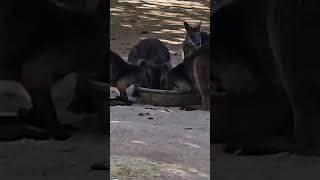 Adorable Wallabies Enjoying a Meal [upl. by Rbma]