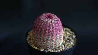 Echinocereus rigidissimus rubrispinus [upl. by Llewxam]