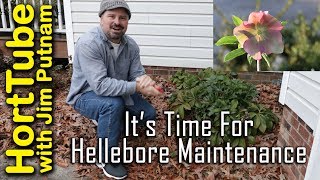 Its Time For Hellebore Maintenance  WinterSpring Flowering Perennials [upl. by Ateerys]