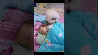 🐕🐕❤️❤️Most heartwarming amp touching Cute Dog Takes Care Of Cute Baby😘😘 [upl. by Etnuaed]