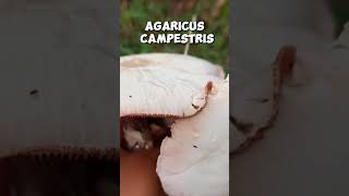 Agaricus campestris shorts [upl. by Zaria861]