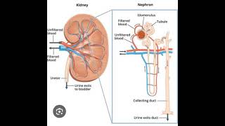 Nephrotic Syndrome [upl. by Hsital665]