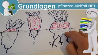 📚 Wurzelsysteme 2 v 5  RübeRüben  aus Wurzel amp Spross  🌱 Botanik Grundlagen Grundbegriffe [upl. by Ydak752]