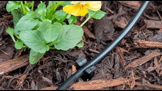 How to uncoil LDPE Pipe for an Irrigation System [upl. by Jean]